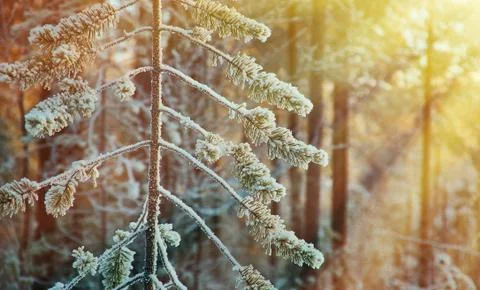 Winter landscape Stock Photos