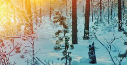 Winter landscape Foto stock