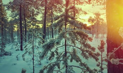 Winter landscape Stock Photos