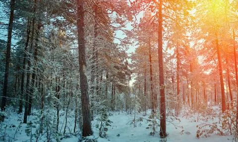 Winter landscape Stock Photos