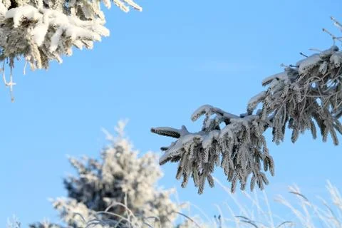 Winter landscape Stock Photos