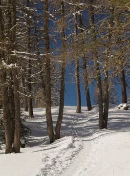 Winter Landscape Stock Photos