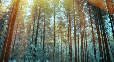 Winter landscape Foto stock