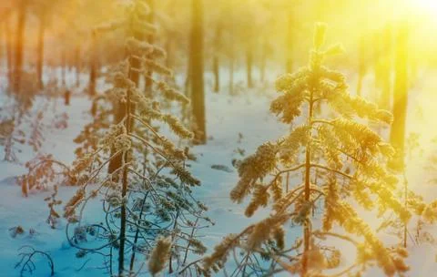 Winter landscape Фото