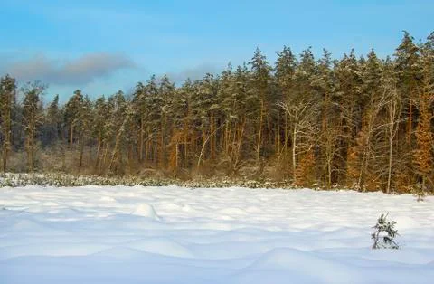 Winter landscape. Stock Photos