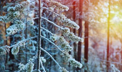 Winter landscape Stock Photos