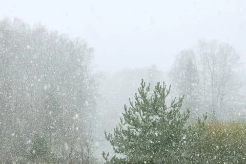 Winter landscape. Stock Photos
