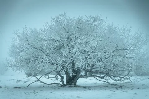 Winter landscape Stock Photos