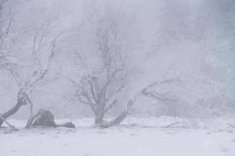 Winter landscape Stock Photos