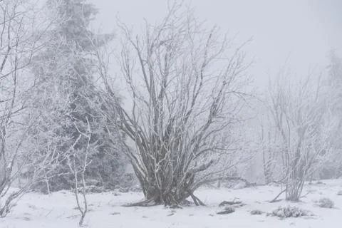 Winter landscape Stock Photos
