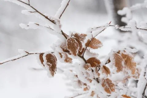 Winter landscape Stock Photos