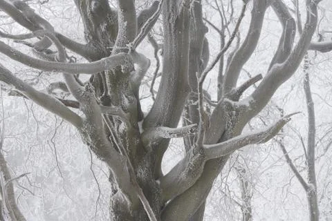Winter landscape Foto stock