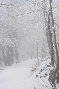 Winter landscape Stock Photos
