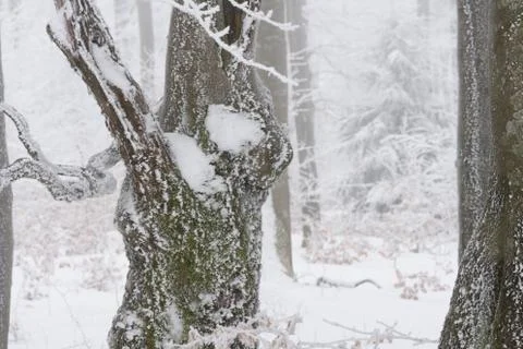 Winter landscape Foto stock
