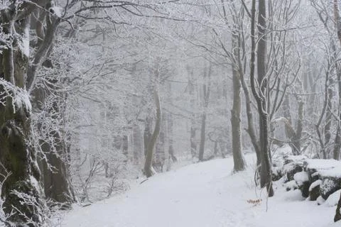 Winter landscape Foto stock