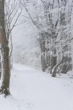 Winter landscape Foto stock