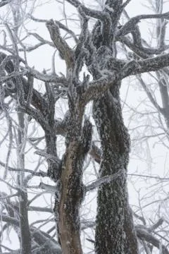 Winter landscape Stock-Fotos