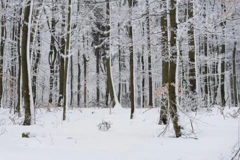 Winter landscape Stock-Fotos