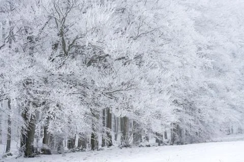 Winter landscape Foto stock