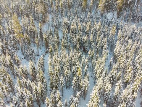 Winter landscape Stock Photos