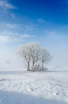 Winter landscape. Stock Photos