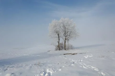 Winter landscape. Stock Photos