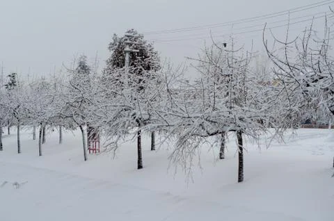Winter landscape. Stock Photos