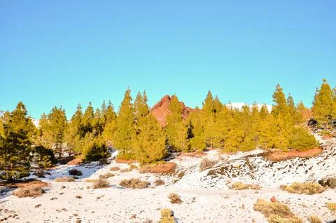 Winter Landscape Stock Photos