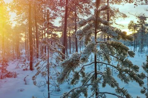 Winter landscape Stock Photos
