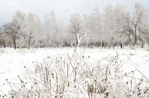 Winter landscape Stock Photos