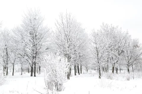 Winter landscape Stock Photos