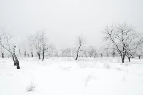 Winter landscape Stock Photos