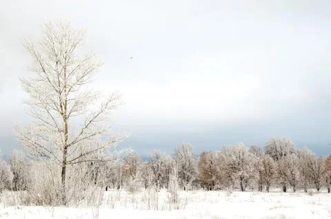 Winter landscape Stock Photos
