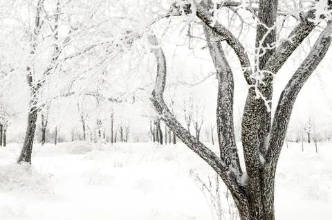 Winter landscape Stock Photos
