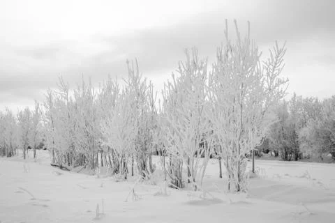 Winter landscape. Stock Photos