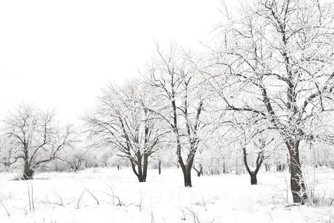 Winter landscape Stock Photos