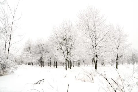 Winter landscape Stock Photos