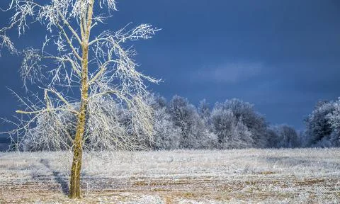 Winter landscape Stock Photos