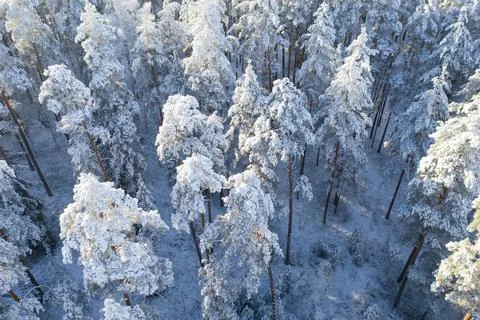 Winter landscape Stock Photos