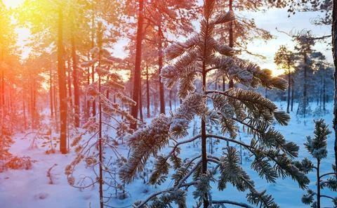 Winter landscape Stock Photos