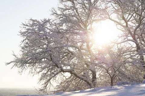 Winter landscape. Stock Photos