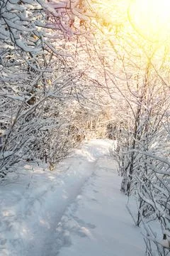 Winter landscape. Stock Photos