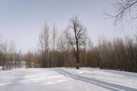 Winter landscape. Stock Photos