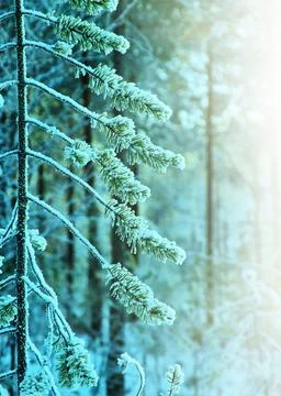 Winter landscape Stock Photos