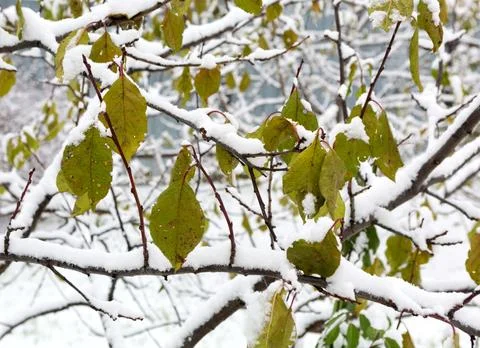 Winter landscape Stock Photos