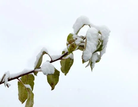 Winter landscape Stock Photos