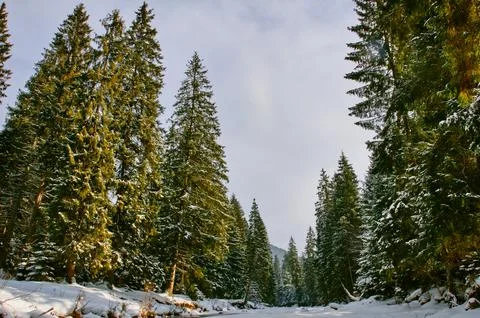 Winter landscape Foto stock