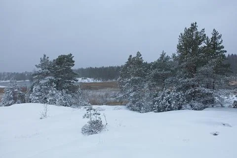 Winter landscape. Fotos de archivo