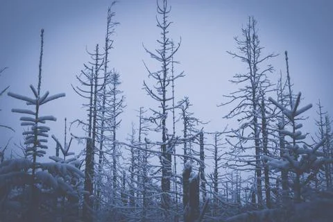 Winter landscape Stock Photos