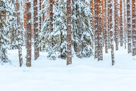 Winter landscape Stock Photos